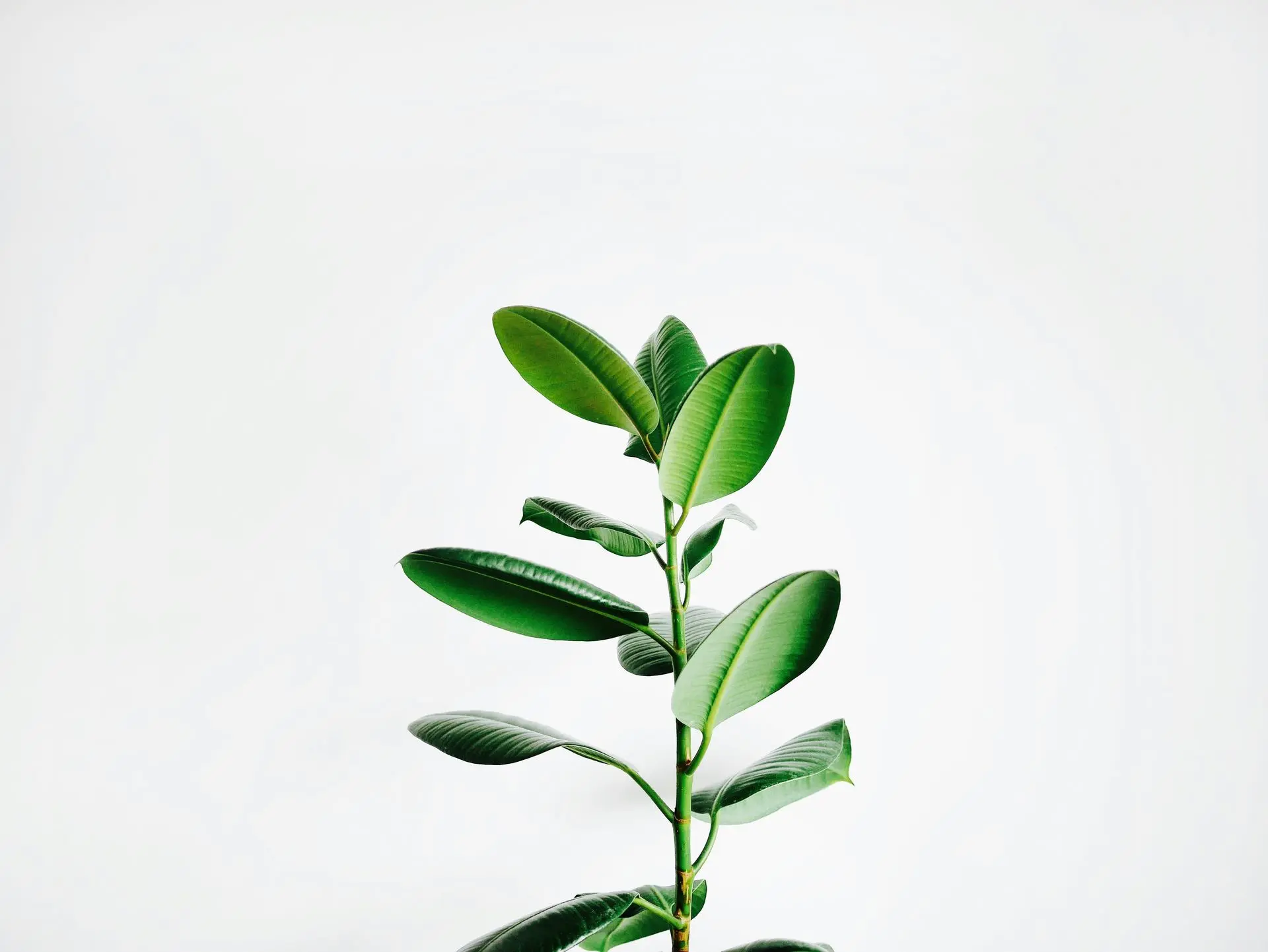 Commercial cleaners